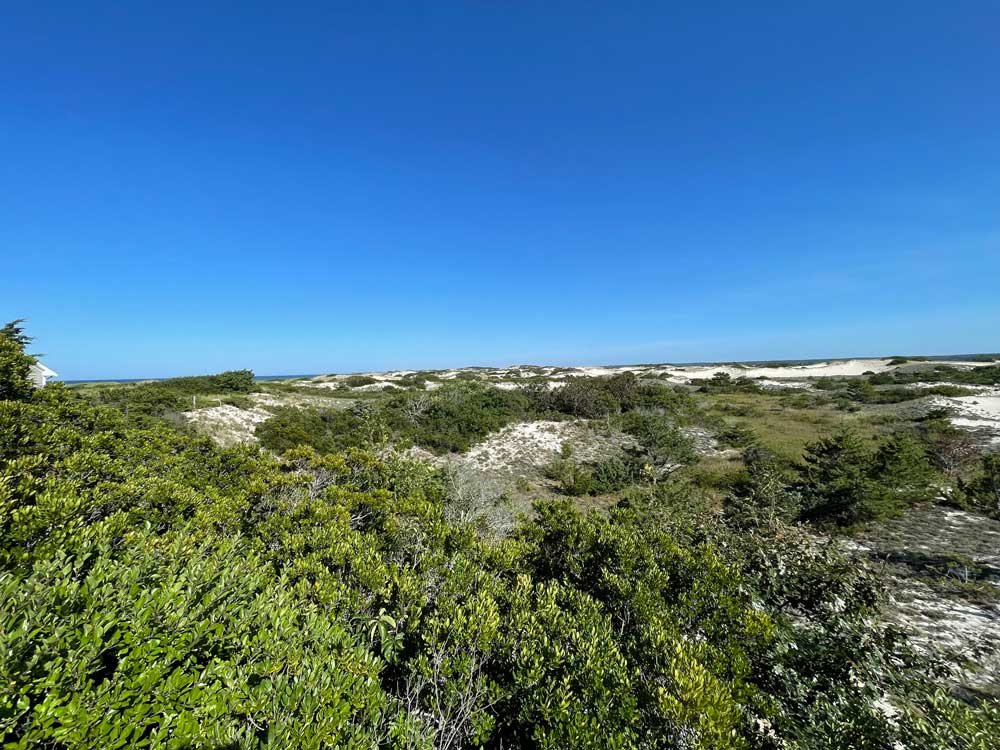 Grassy sand dunes that are a great habitat for ticks